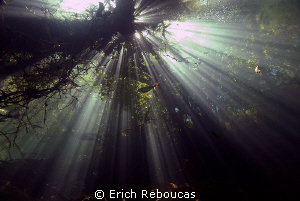 Sunlight coming down through the trees. Prata River, Cent... by Erich Reboucas 